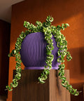 A Hoya compacta plant in a purple striped planter pot on a wooden stand against an orange wall.