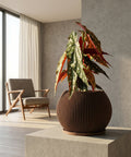 A polka dot begonia plant in a brown, ribbed planter pot sits on a concrete block in a sunlit room.