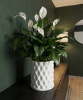 A peace lily in a white, textured planter sits atop a dark wood cabinet, adding a touch of elegance to the room.