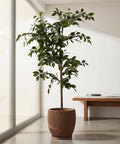 A brown planter pot with a tree in it. The pot has a unique, wavy design.