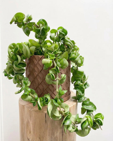 A brown planter pot with a tree inside sits on a wooden window sill with sunlight streaming through the window.