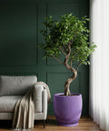 A purple planter pot with a tree in it sits next to a gray couch with a blanket draped over the arm.