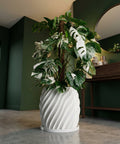 A Monstera Albo plant in a white, spiral-patterned planter pot sits on a concrete floor against a dark green wall.