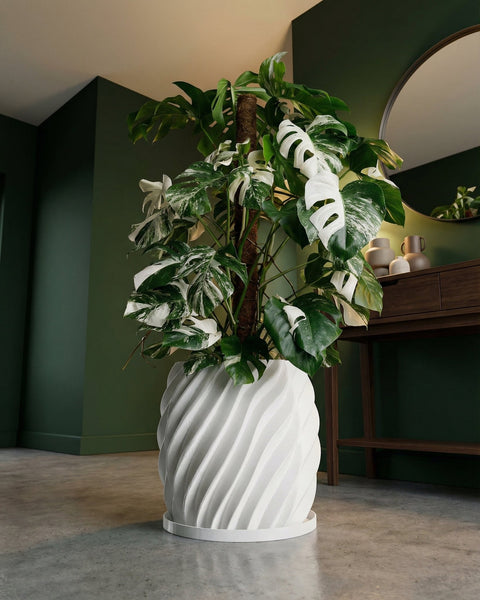 A Monstera Albo plant in a white, spiral-patterned planter pot sits on a concrete floor against a dark green wall.