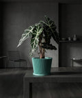 A vibrant golden pothos plant cascades from a textured, light blue planter pot on a wooden shelf.