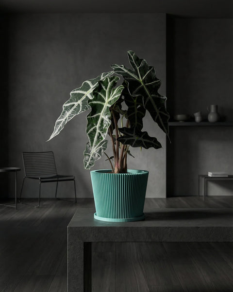 A vibrant golden pothos plant cascades from a textured, light blue planter pot on a wooden shelf.