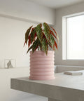A pink planter pot with a polka dot plant on a gray table.