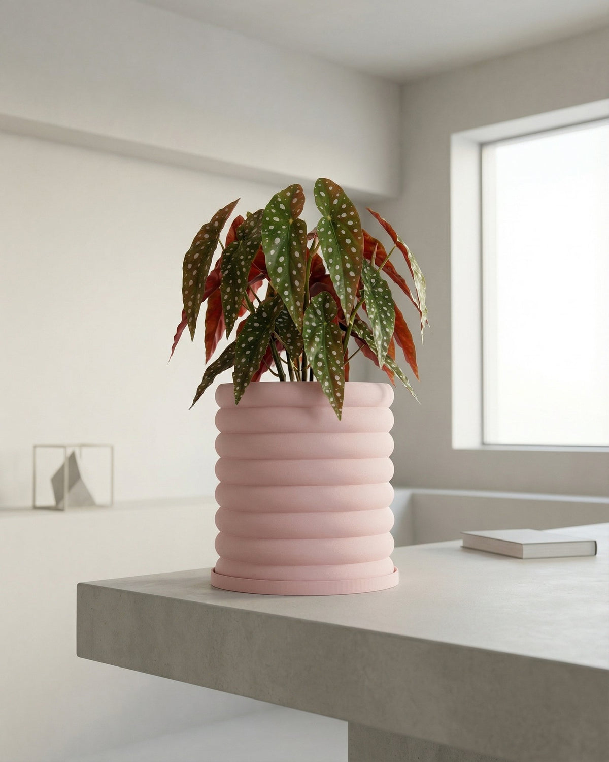 A pink planter pot with a polka dot plant on a gray table.