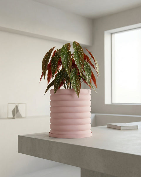 A pink planter pot with a polka dot plant on a gray table.