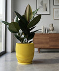 A rubber plant in a yellow planter pot sits on a gray floor in front of a window and a wooden cabinet with books and art on top.