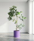 A potted plant with green leaves sits in a purple woven planter pot in a bright, minimalist room. The pot is the focal point.