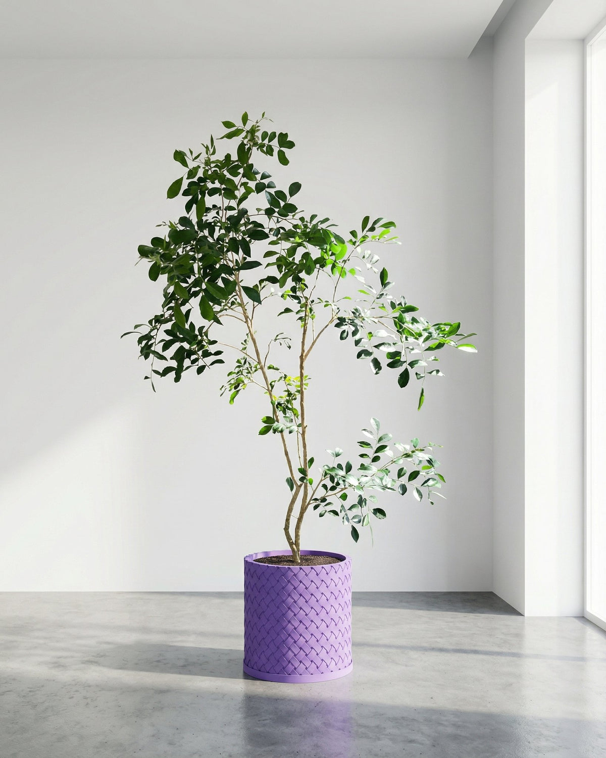 A potted plant with green leaves sits in a purple woven planter pot in a bright, minimalist room. The pot is the focal point.