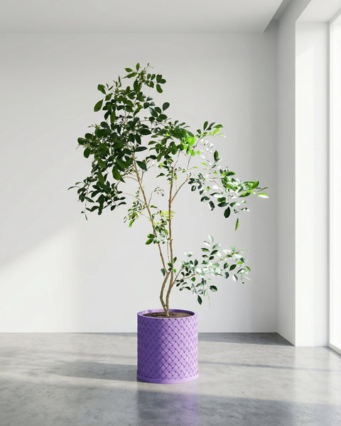 A potted plant with green leaves sits in a purple woven planter pot in a bright, minimalist room. The pot is the focal point.