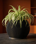 A spider plant in a black, vertically-striped planter pot sits on a dark wooden table against a warm-toned background.