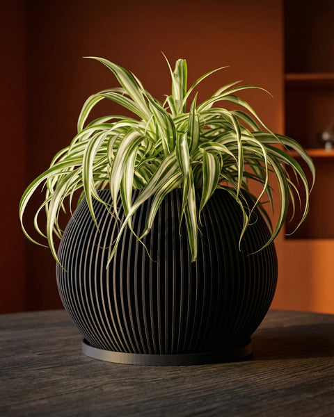 A spider plant in a black, vertically-striped planter pot sits on a dark wooden table against a warm-toned background.