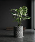 A variegated Monstera plant sits in a gray geometric planter pot on a gray floor.
