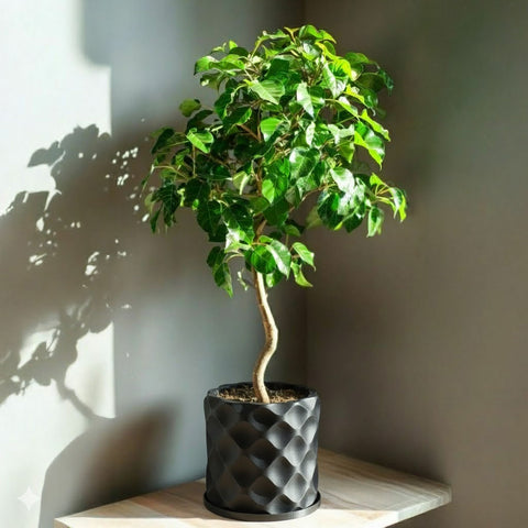 Charcoal Black Scoop