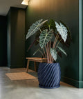 A large Alocasia plant in a navy blue, spiral-designed planter pot sits on a gray floor next to a dark green wall.