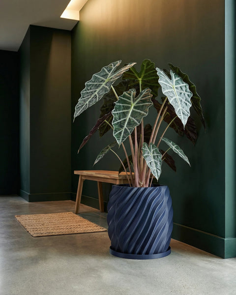 A large Alocasia plant in a navy blue, spiral-designed planter pot sits on a gray floor next to a dark green wall.