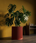 A large Monstera plant in a red, ridged planter pot sits against a yellow wall, with a wooden shelf and vases in the background.