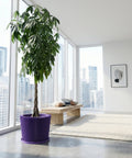 A purple planter pot with a small olive tree sits next to a gray couch on a wooden floor.