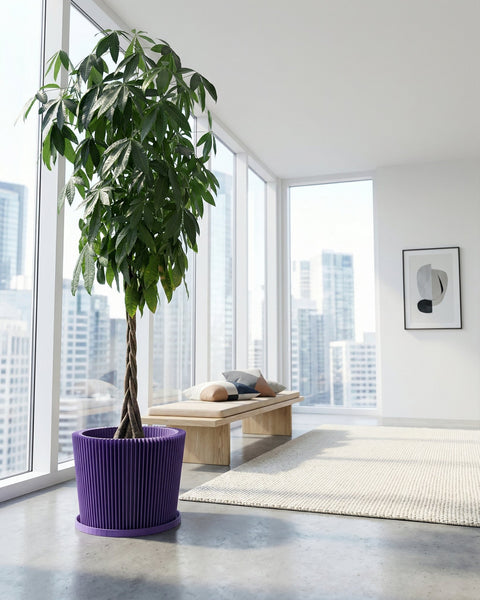A purple planter pot with a small olive tree sits next to a gray couch on a wooden floor.