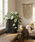 A planter pot with a wavy design sits on a wooden shelf next to a window, filled with a lush, leafy plant.