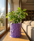 A vibrant green plant sits in a textured purple planter pot on a wooden windowsill, bathed in sunlight.