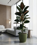 A large rubber plant in a green woven planter pot sits in a modern living room with a gray sofa and white curtains.