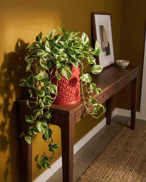 A vibrant pothos plant cascades from a red geometric planter on a wooden console table, adding a touch of nature to the room.