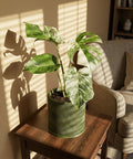 A Monstera plant in a green, wavy-textured planter pot sits on a wooden side table, casting a shadow on the wall.