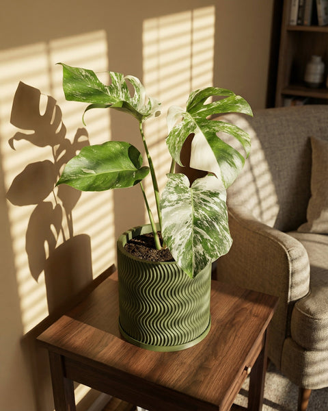 A Monstera plant in a green, wavy-textured planter pot sits on a wooden side table, casting a shadow on the wall.
