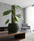 A large rubber plant sits in a green planter pot with vertical ridges, positioned near a window in a modern living space. Sunlight streams across the wooden floor, highlighting the plant's glossy leaves and the pot's unique design. In the background, a gray sofa and marble side table add to the contemporary aesthetic.