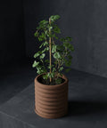 A potted plant with a brown, ribbed planter pot sits on a dark surface against a dark background. The plant is supported by a bamboo stick.