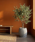 A gray planter pot with a swirling design holds a small olive tree in a room with an orange wall and wood floor.