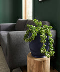 A navy blue planter pot with a green plant on a wooden stand, next to a gray sofa in a room with dark green walls.