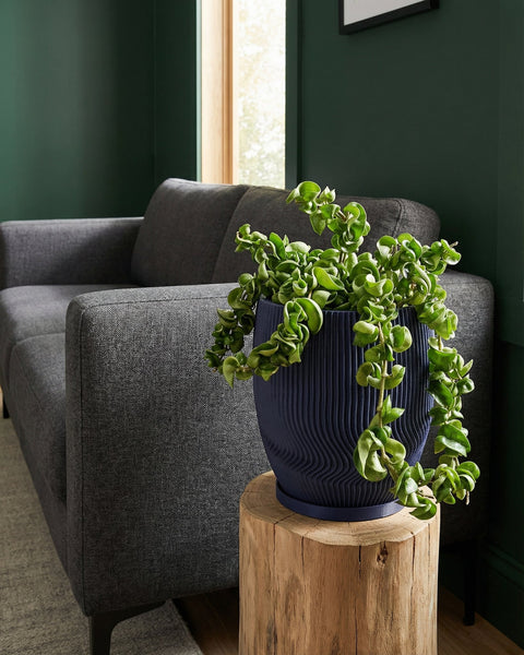 A navy blue planter pot with a green plant on a wooden stand, next to a gray sofa in a room with dark green walls.