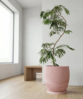 A pink planter pot with a green plant inside, sitting on a light wood floor next to a white wall.