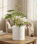 A planter pot with a woven pattern sits on a wooden table, holding a green plant with speckled leaves.