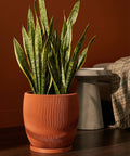 A snake plant in a decorative orange planter with a wavy design sits on a dark wood floor against an orange wall.