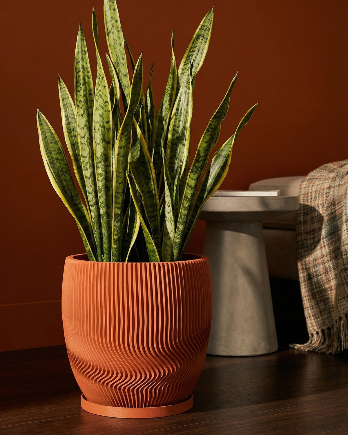 A snake plant in a decorative orange planter with a wavy design sits on a dark wood floor against an orange wall.