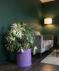 A Monstera plant sits in a purple woven planter pot, next to a gray couch, in a room with dark green walls.