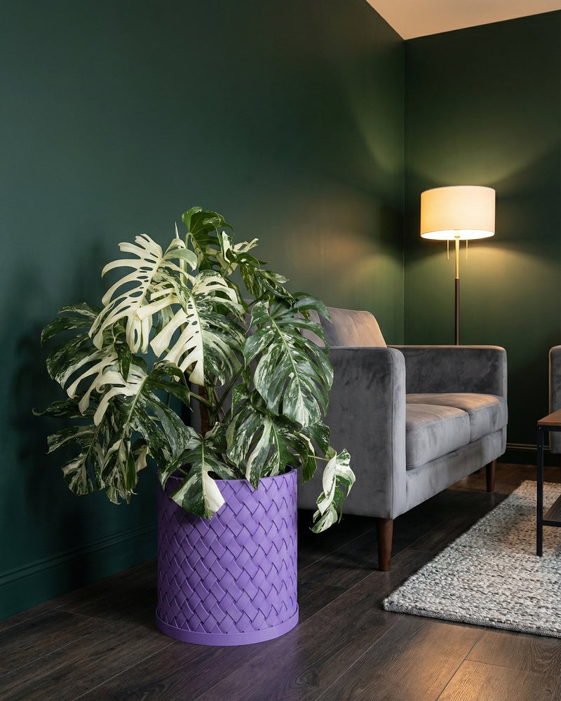 A Monstera plant sits in a purple woven planter pot, next to a gray couch, in a room with dark green walls.