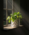 A bright green plant in a white geometric planter pot sits on a wooden windowsill with sunlight streaming through the window.