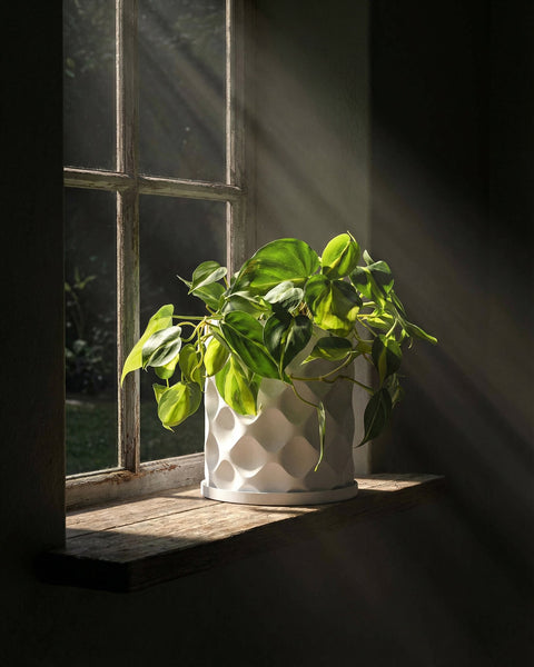 A bright green plant in a white geometric planter pot sits on a wooden windowsill with sunlight streaming through the window.