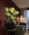 A money tree in a dark blue planter pot sits in the corner of a hallway with dark red walls and a light brown rug.