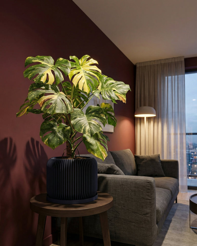 A money tree in a dark blue planter pot sits in the corner of a hallway with dark red walls and a light brown rug.