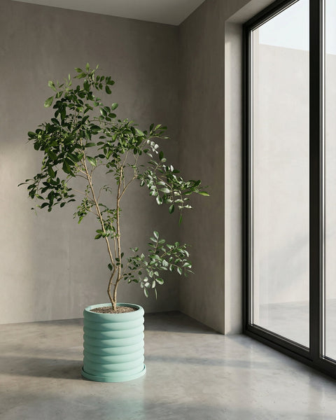 A green leafy plant sits in a light blue, horizontally ribbed planter pot, next to a large window in a modern, minimalist room.