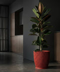 A red, textured planter pot with a rubber plant inside, set against a modern, minimalist interior.