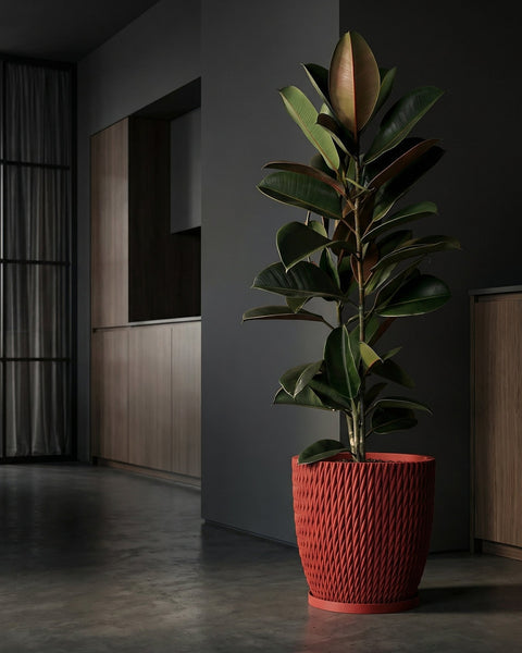 A red, textured planter pot with a rubber plant inside, set against a modern, minimalist interior.